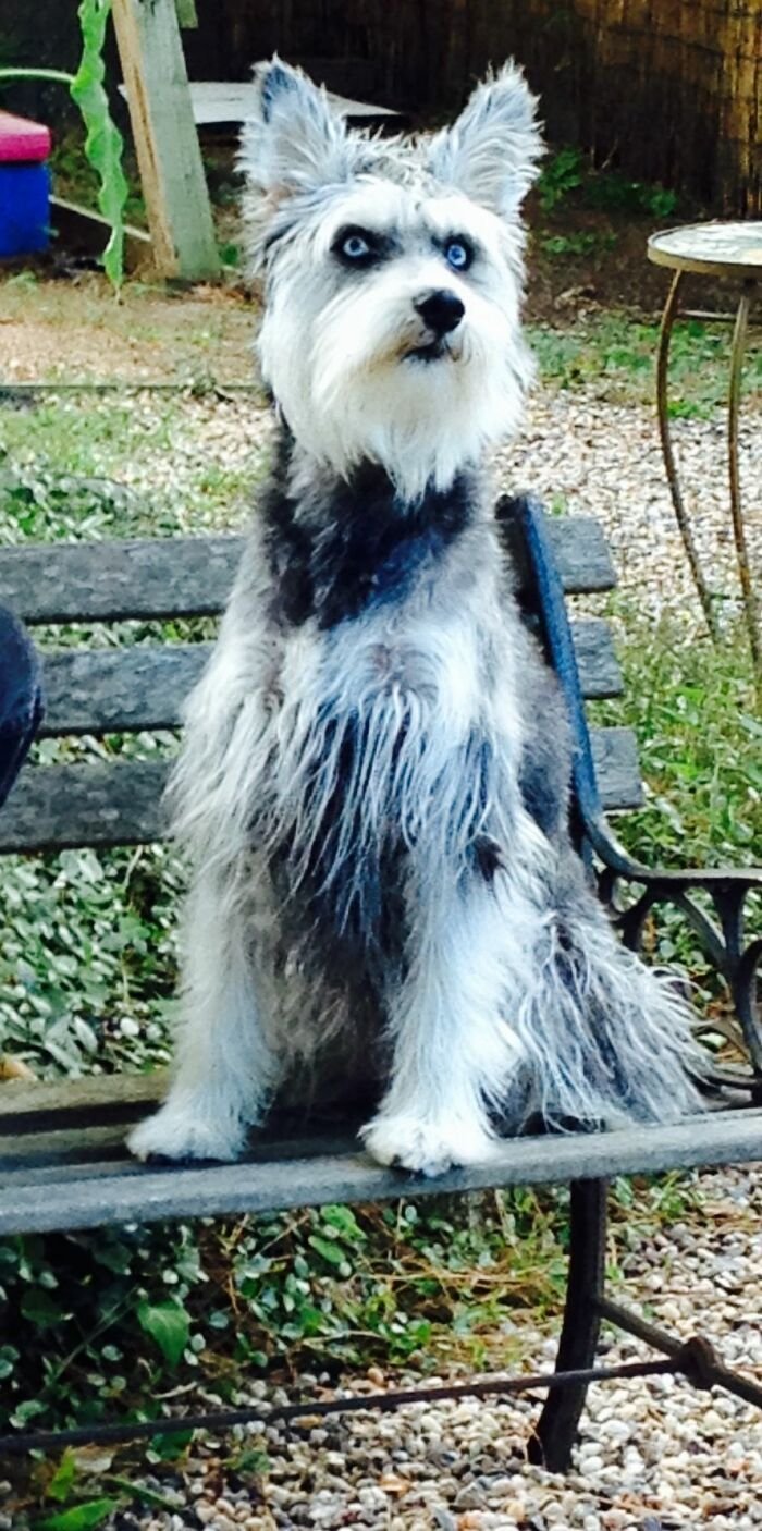 Метис чихуахуа и китайской хохлатой