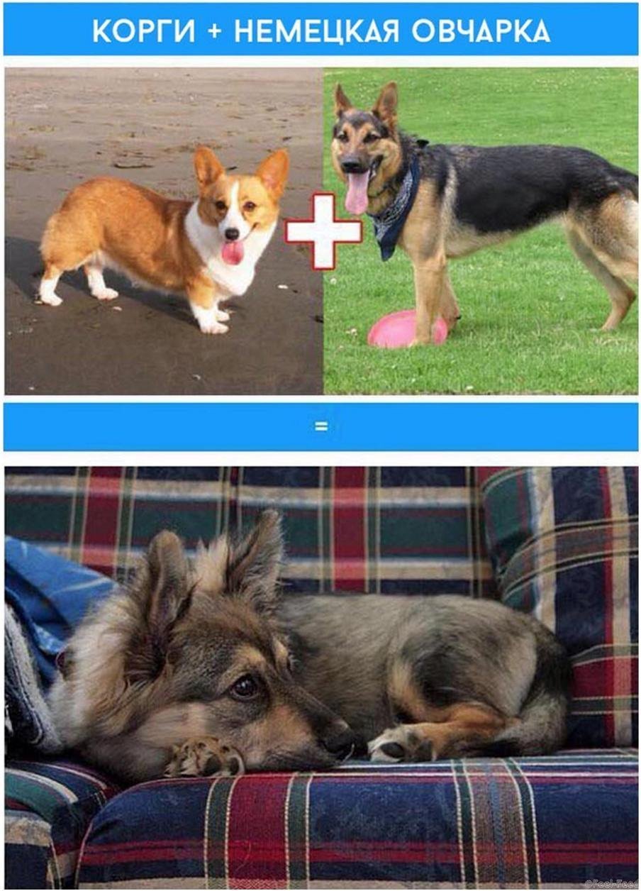 Вельш корги австралийская овчарка