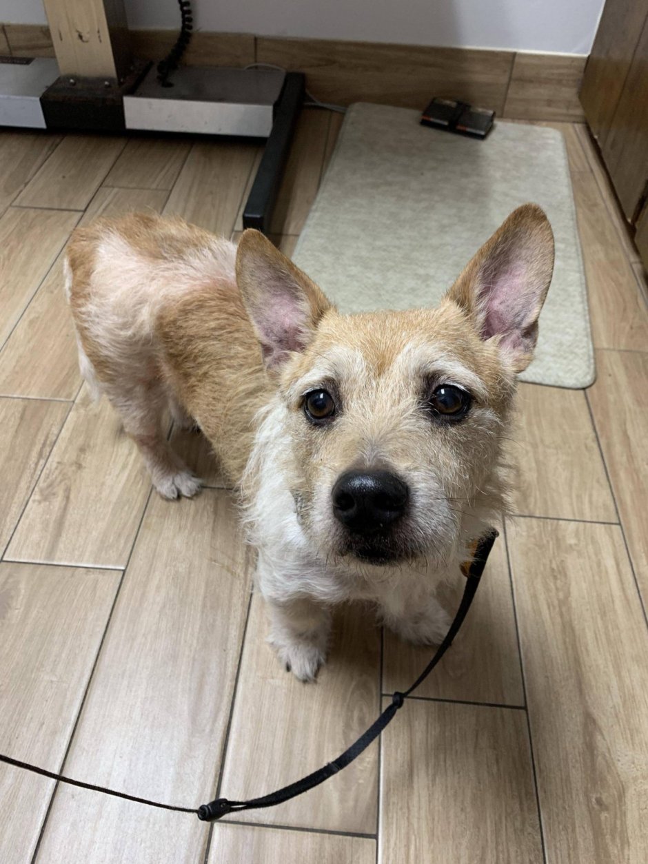 Метис корги