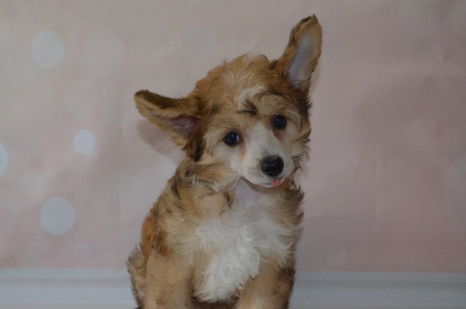 Китайская хохлатая и корги