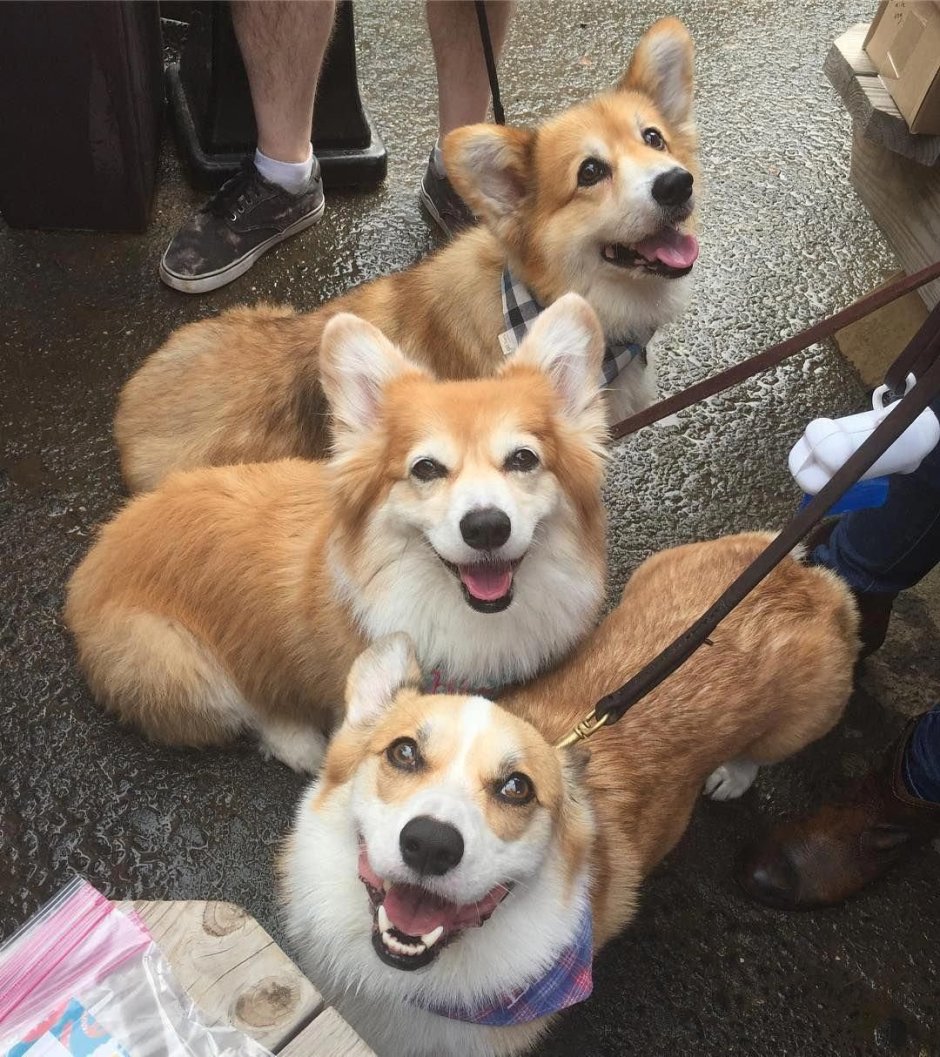 Метис пекинеса с йоркширским терьером