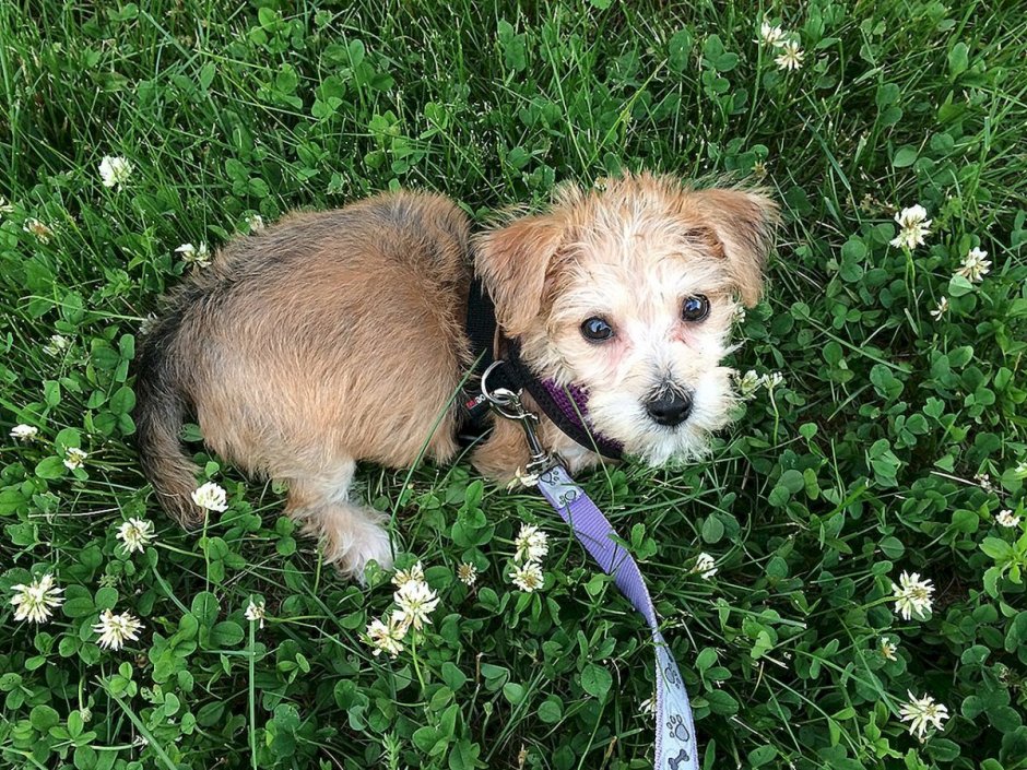 Йоркширский корги