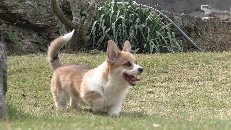 Метис корги и пинчера