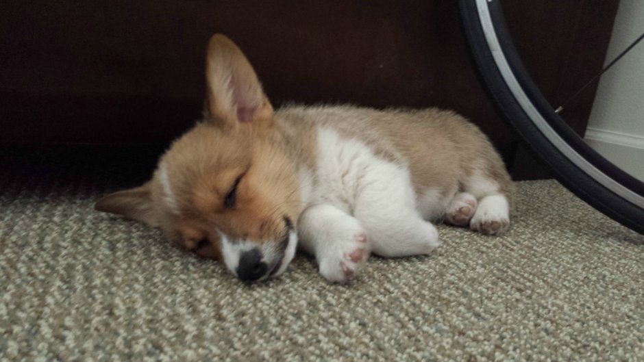 Корги и шпиц