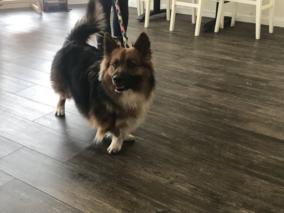 Корги Чарльз спаниель