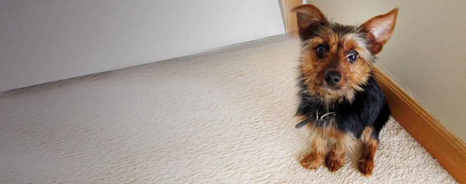 Метис таксы и золотистого ретривера