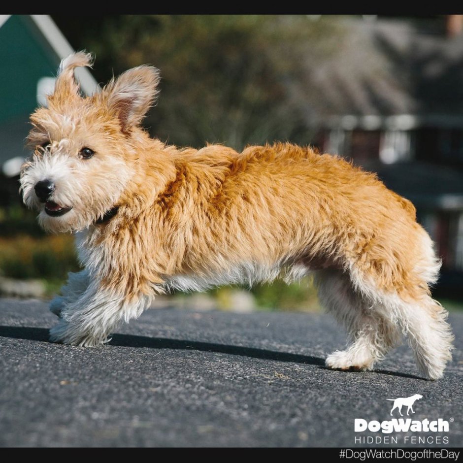 Метис вельш корги пемброк