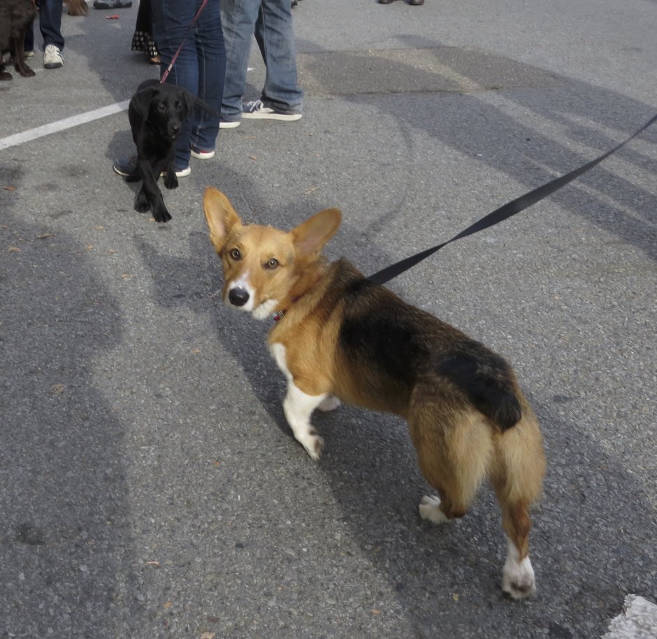 Метис порода собак Йорк