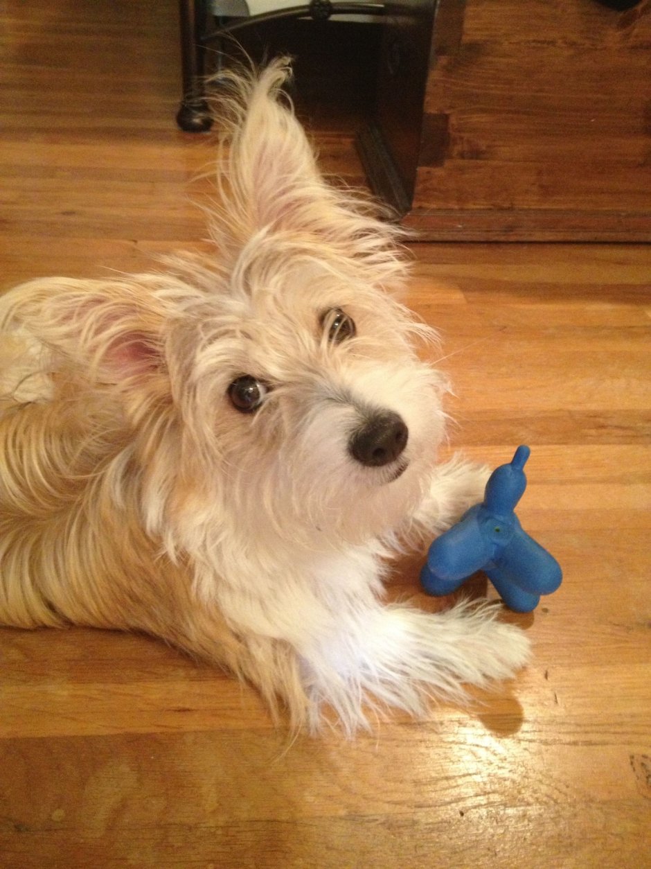 Корги овчарка