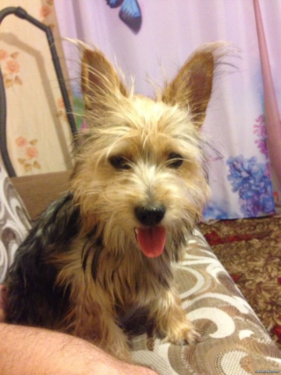 Метис корги