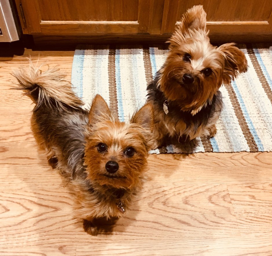 Метис Джек Рассела и Йорка