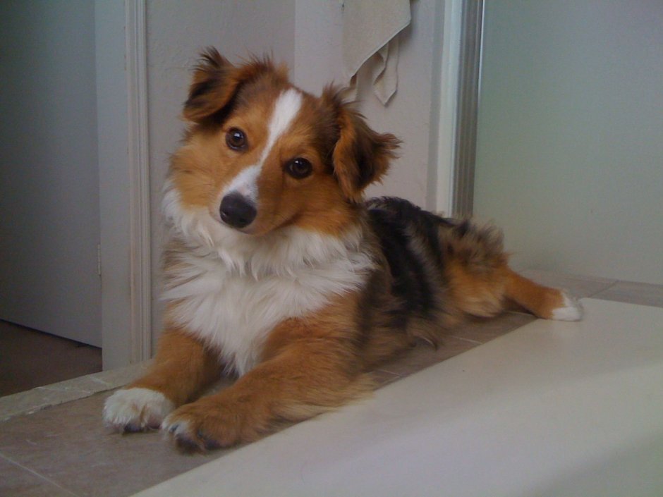 Собаки смешанных пород