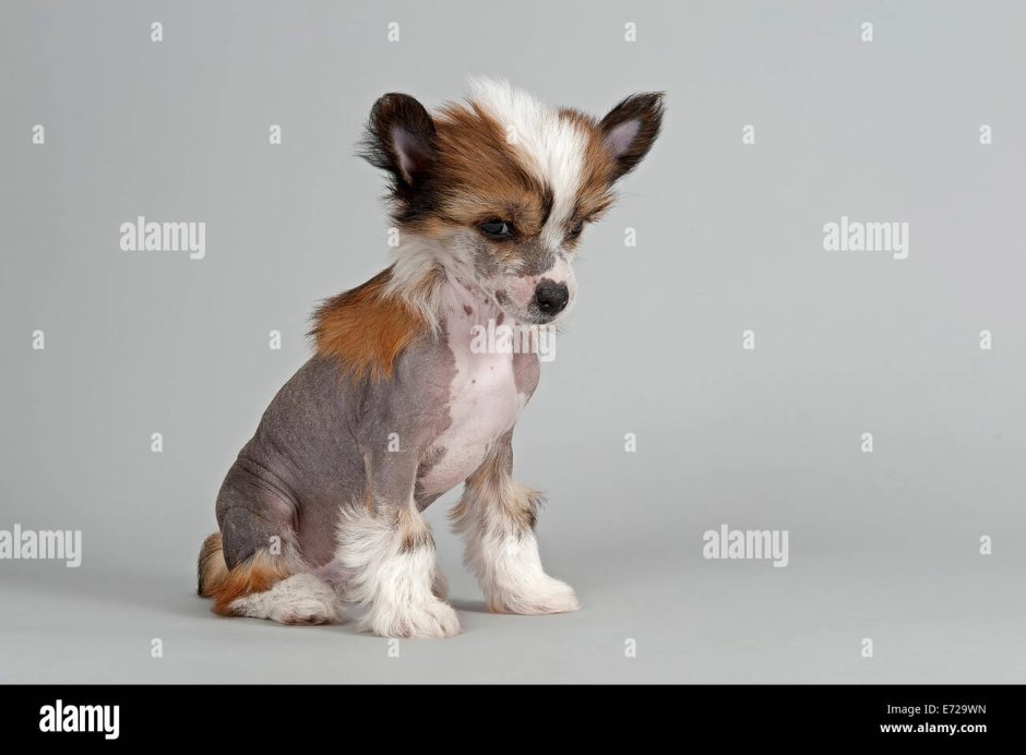 Австралийский корги метис