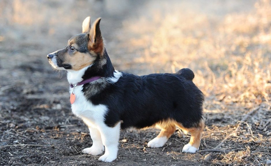 Метис Йорка и цверга