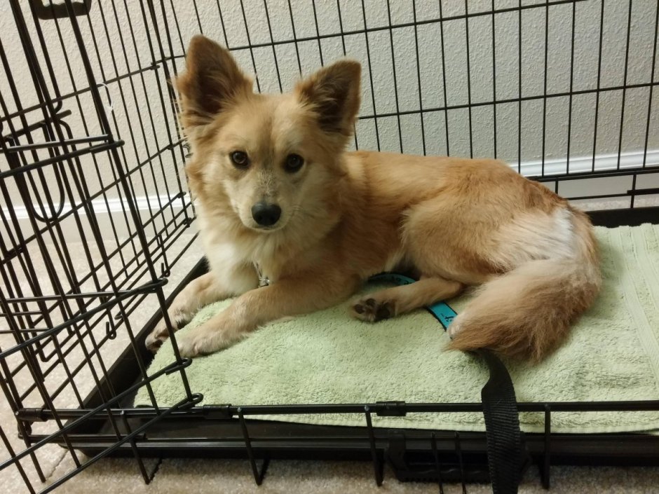 Йорк шнауцер терьер