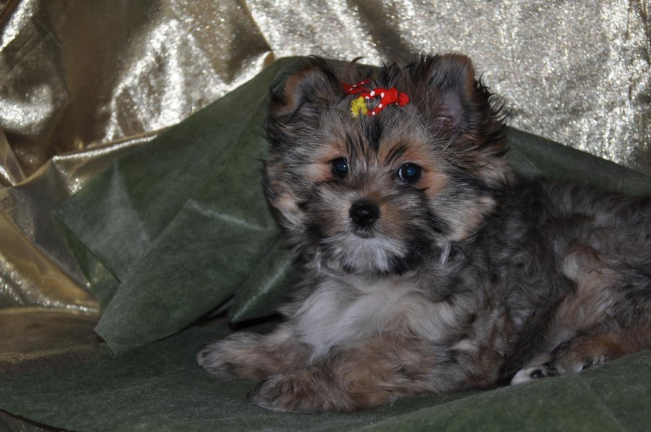 Пекинес корги