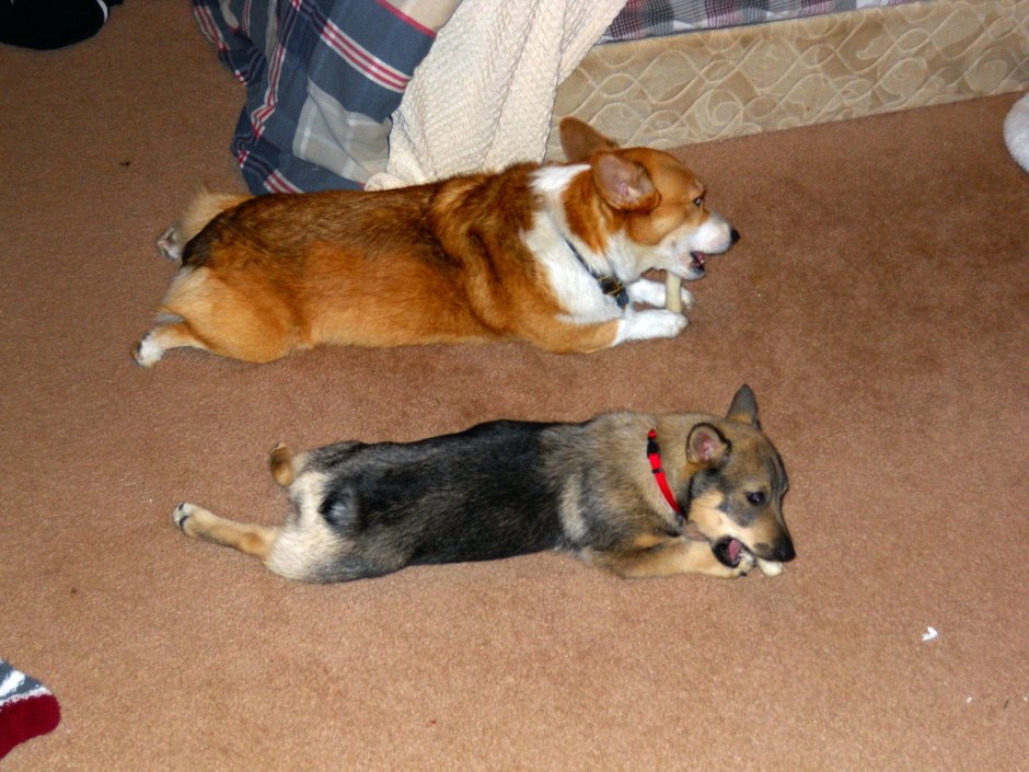 Метис корги и Джек Рассела