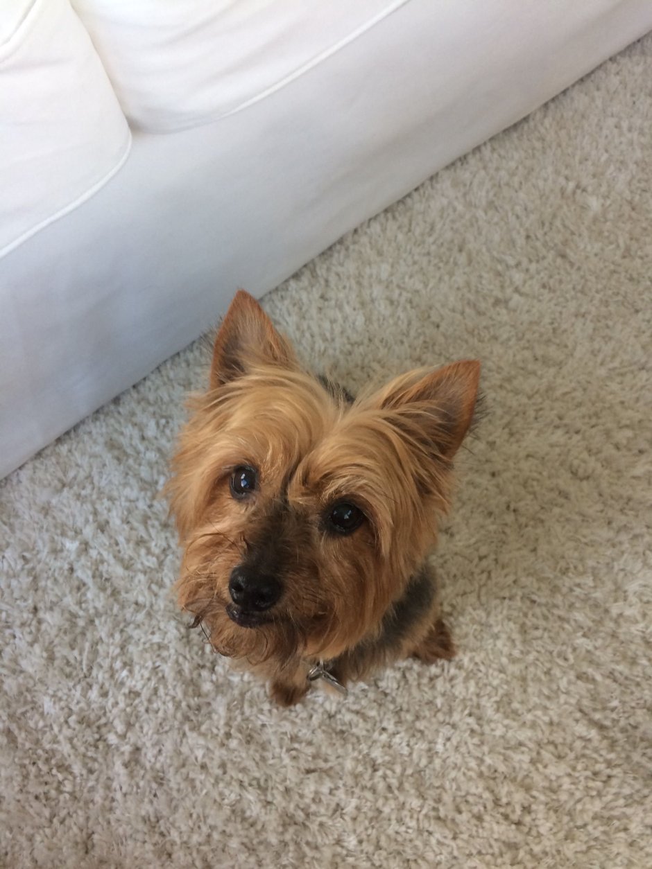 Йоркширский корги