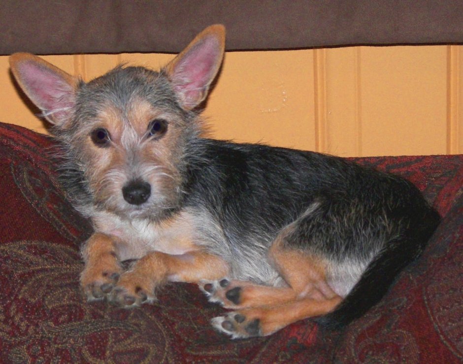 Метис вельш корги и Йорка