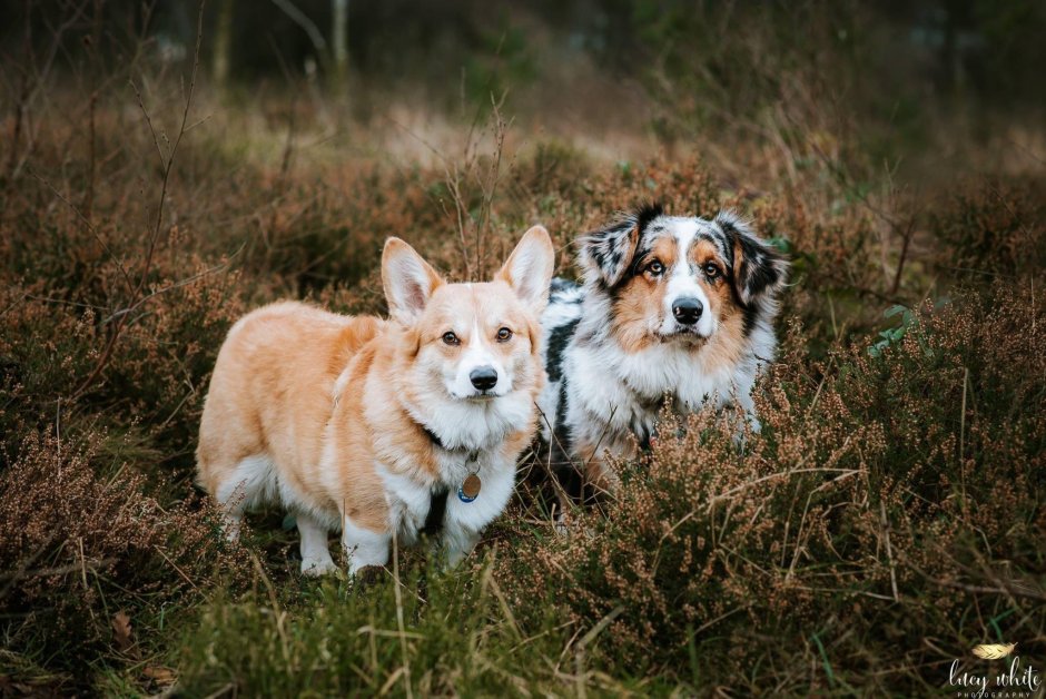 Метис корги и овчарки
