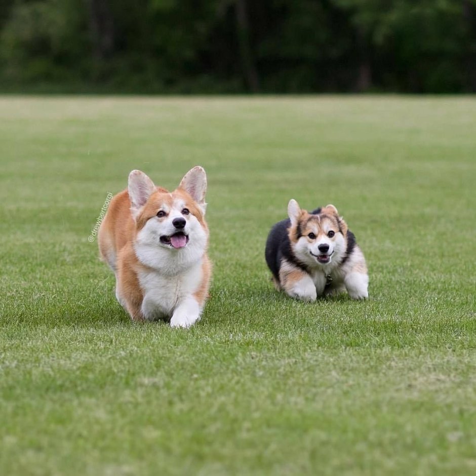Щенок вельш корги новорожденный