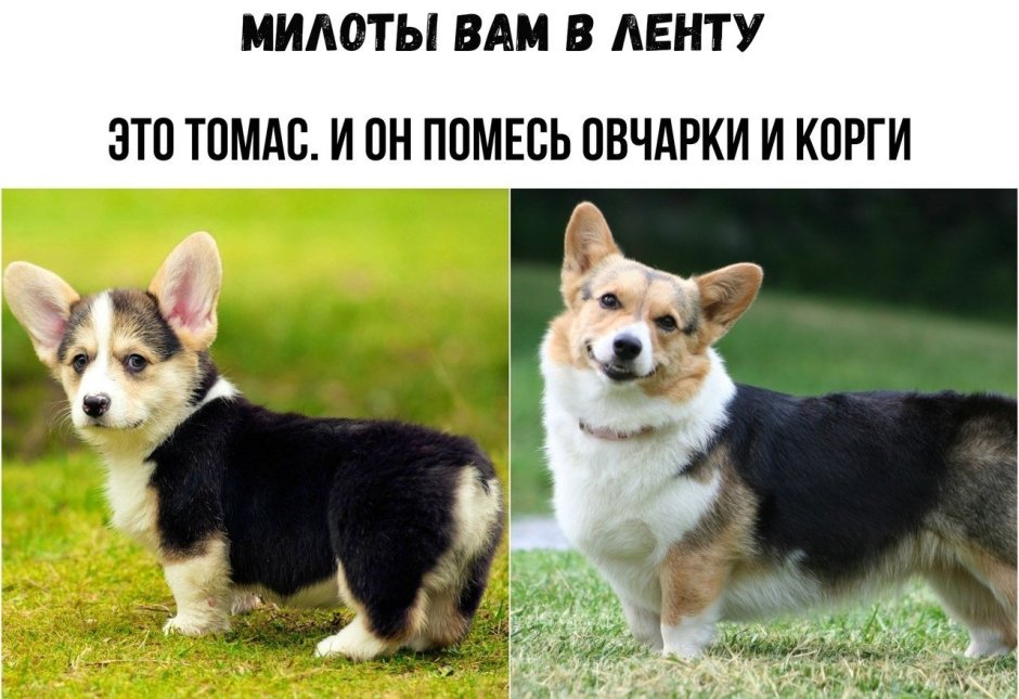 Норвич терьер