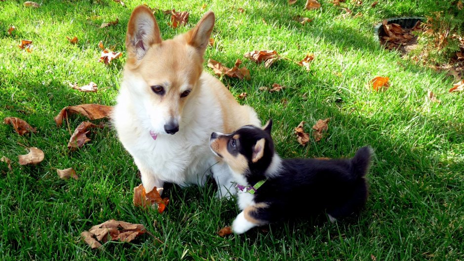 Йоркширский терьер зима