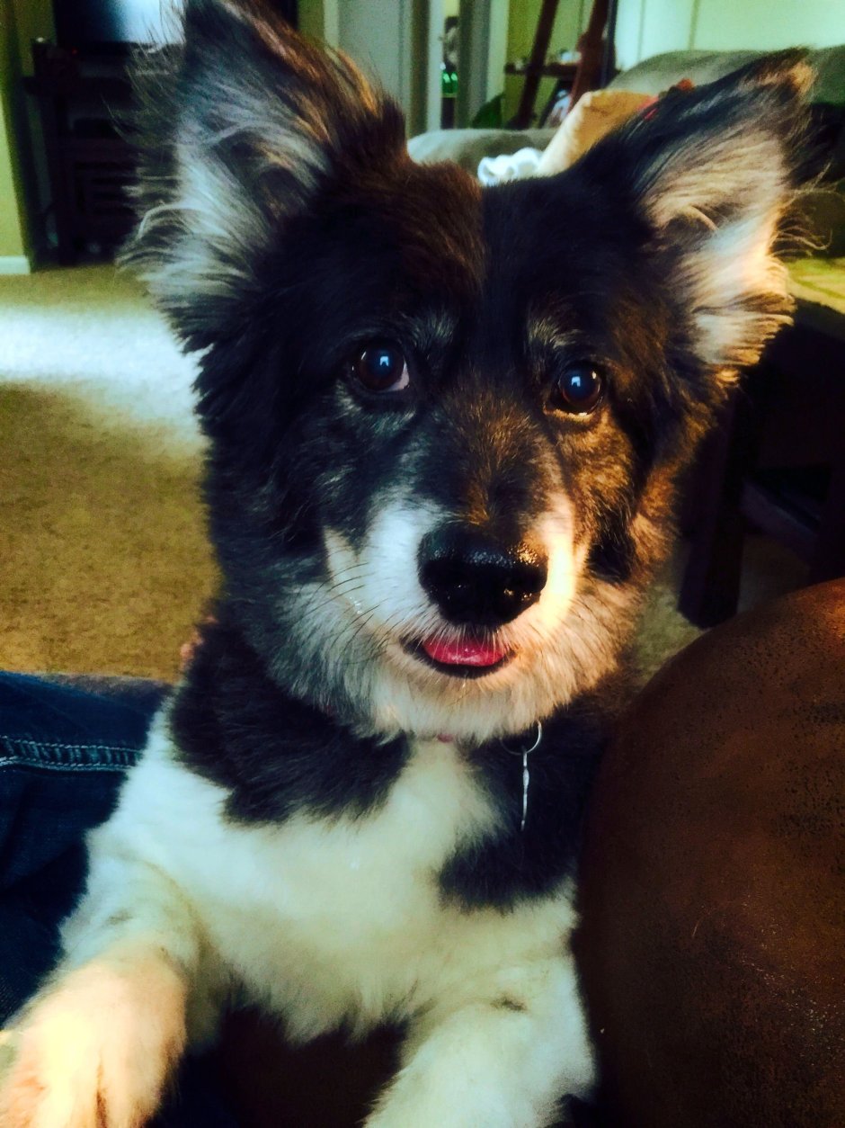 Елизавета корги и такса