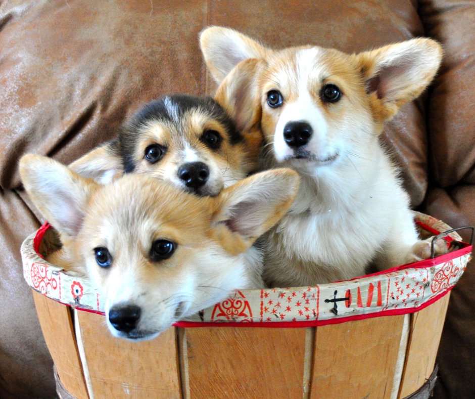 Жесткошерстный Йоркширский терьер