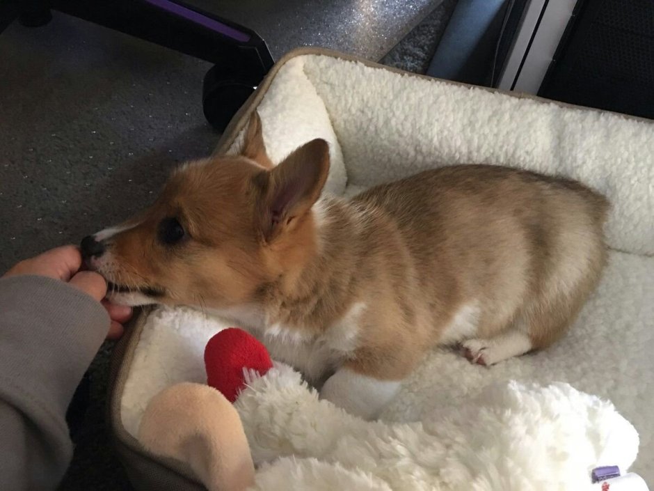 Метис корги и Болонки