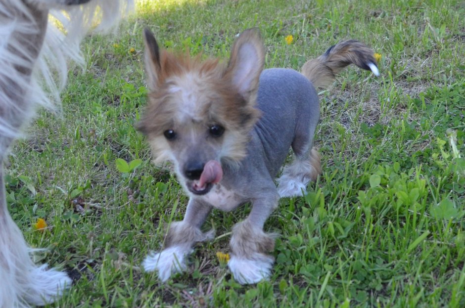 Помесь шпица и чихуахуа