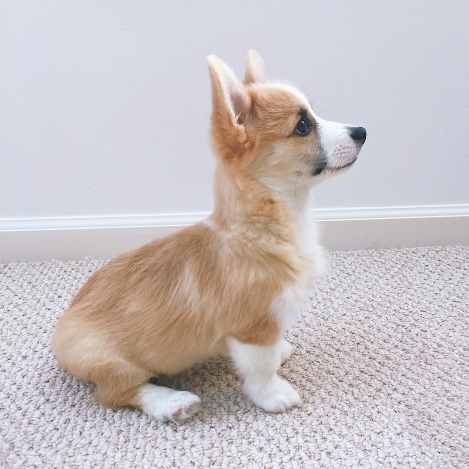 Метис вельш корги и Йорка