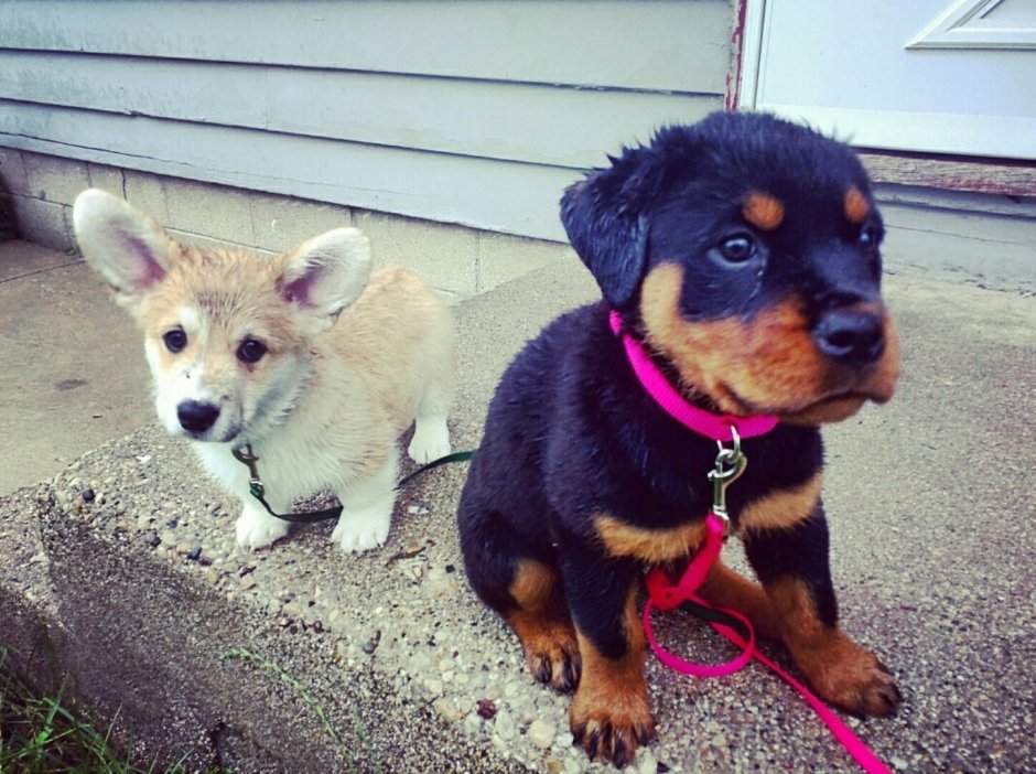 Метис корги и аусси