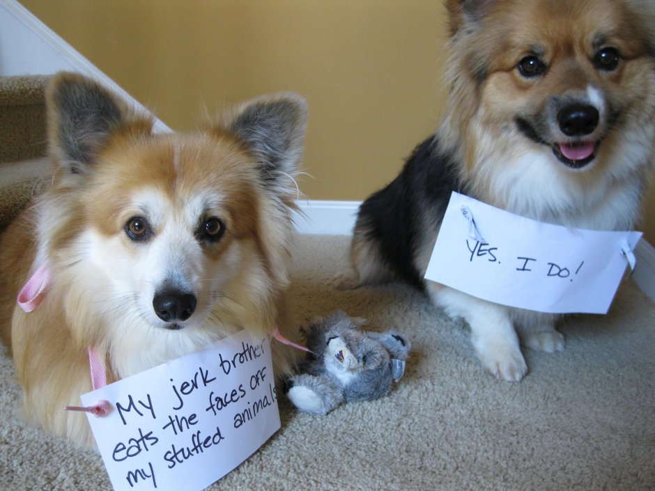 Австралийская овчарка и корги