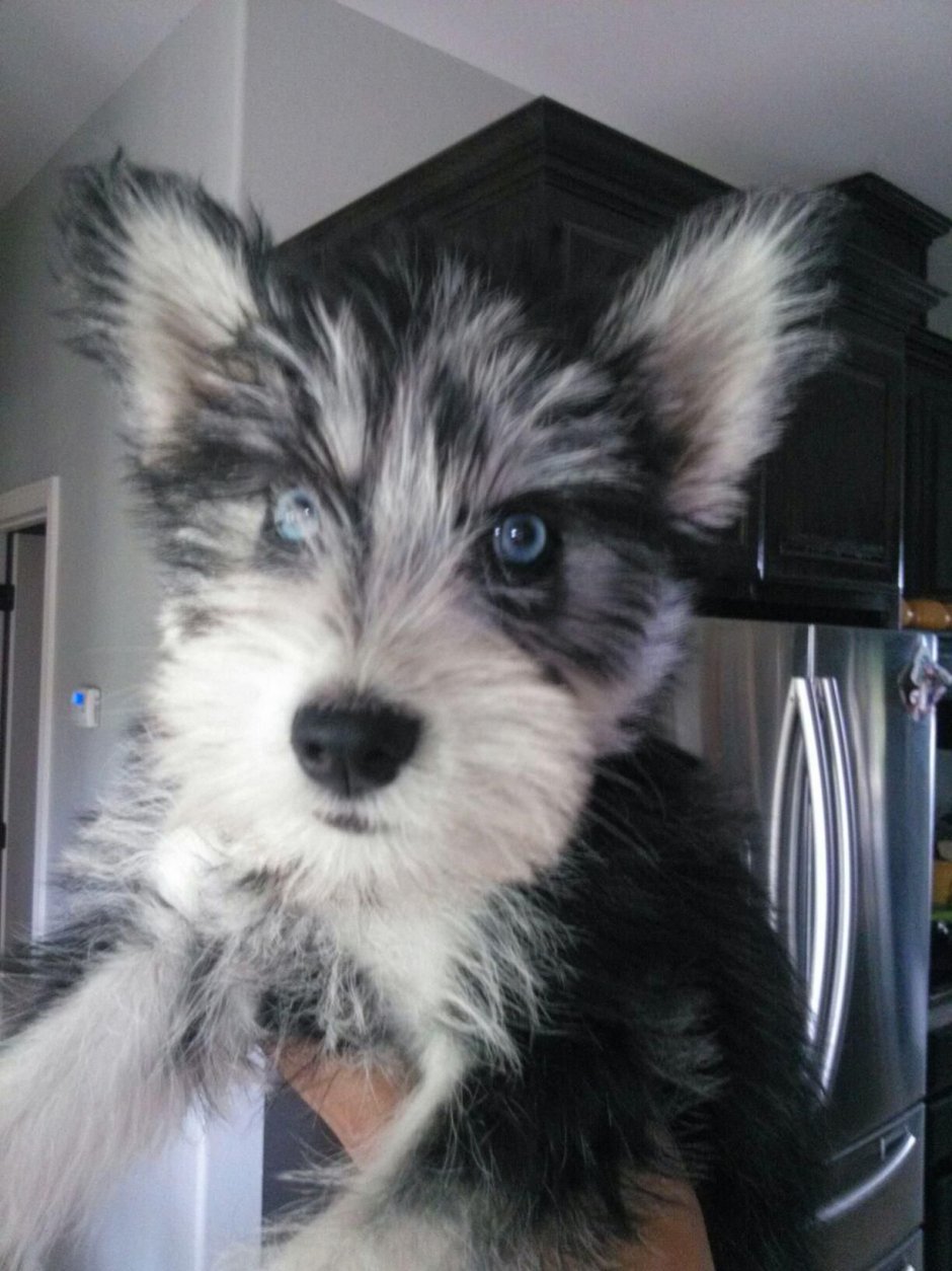 Австралийская овчарка аусси метис