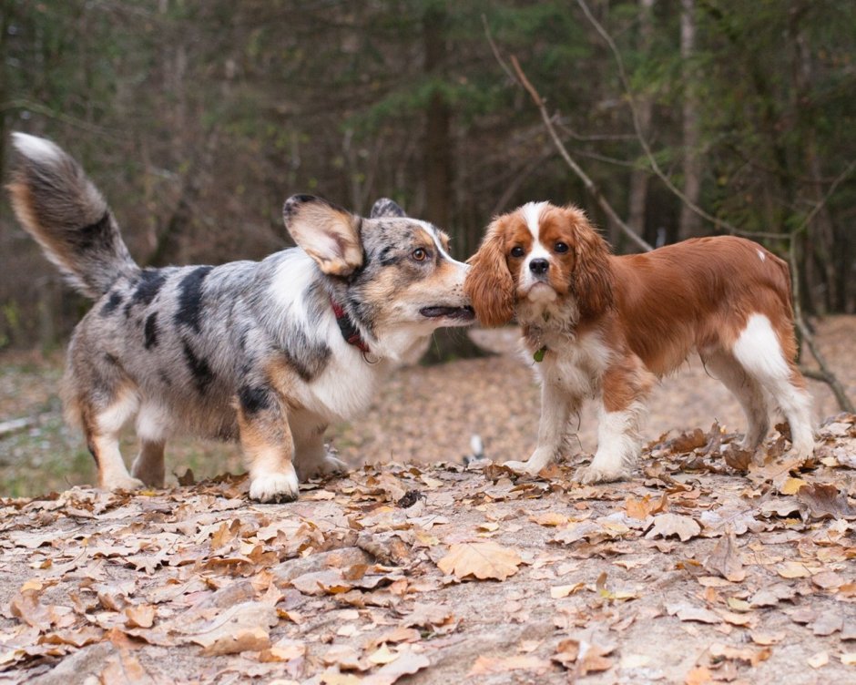 Метис вельш корги пемброк