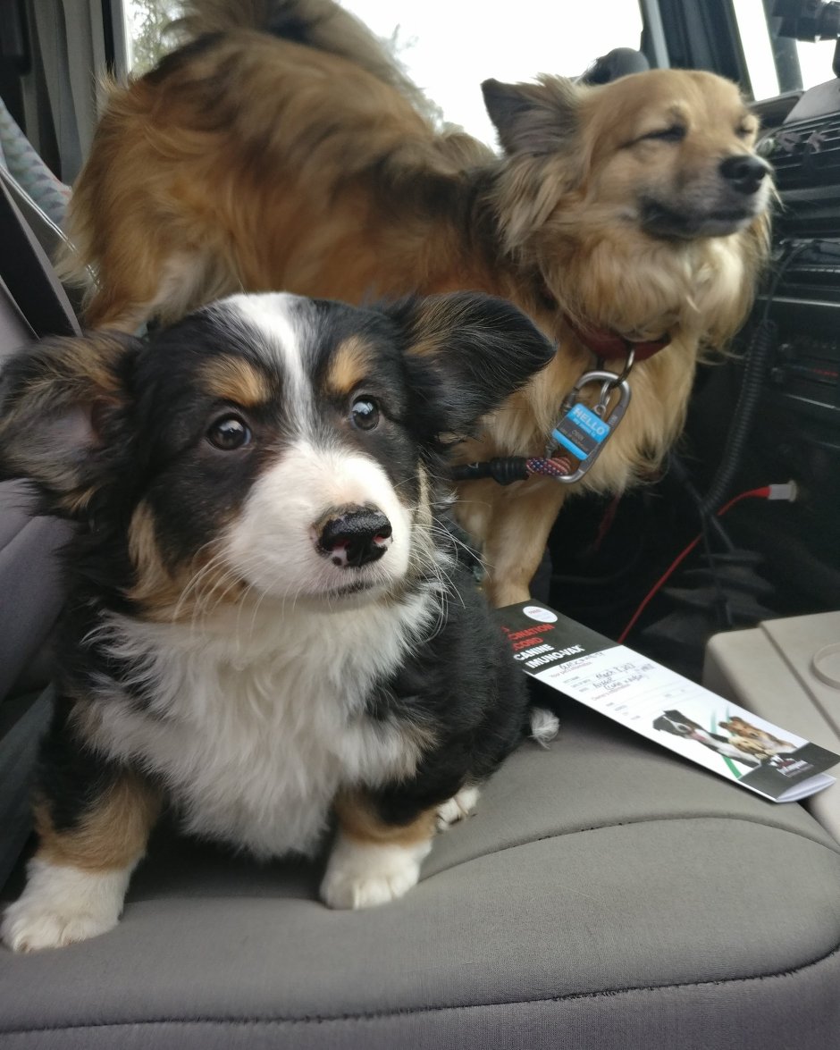 Метис бордер колли и корги