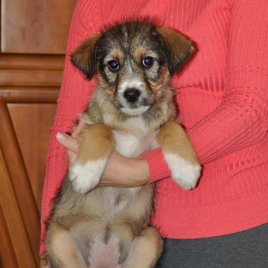 Голубой дог и корги смесь