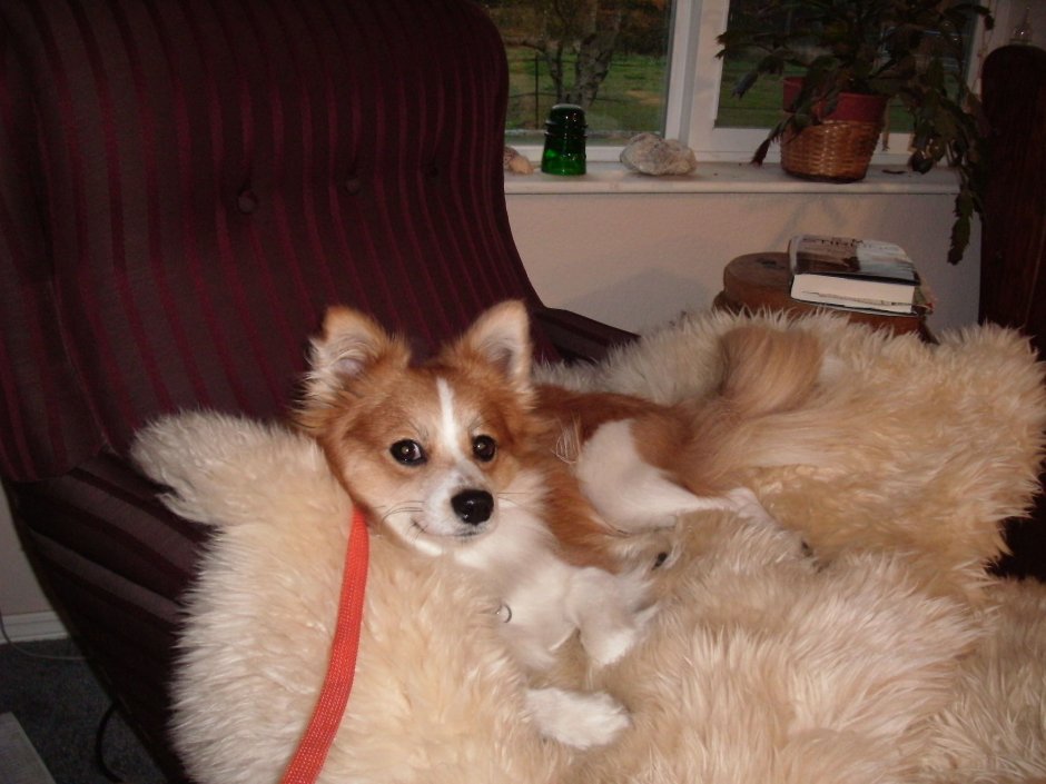 Ерик терьер