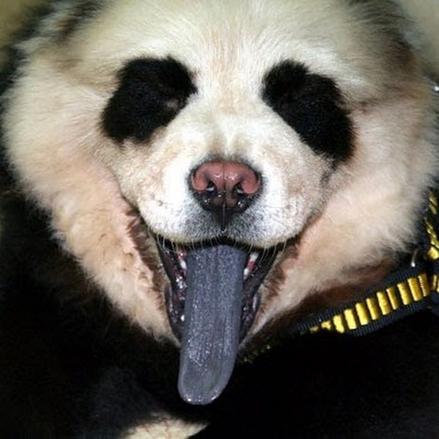 Померанский шпиц окрасы