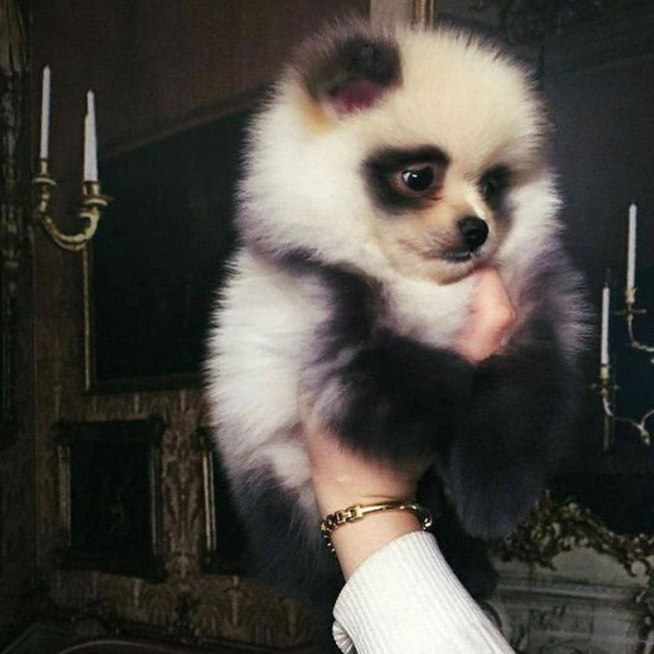 Шпиц окрас Панда