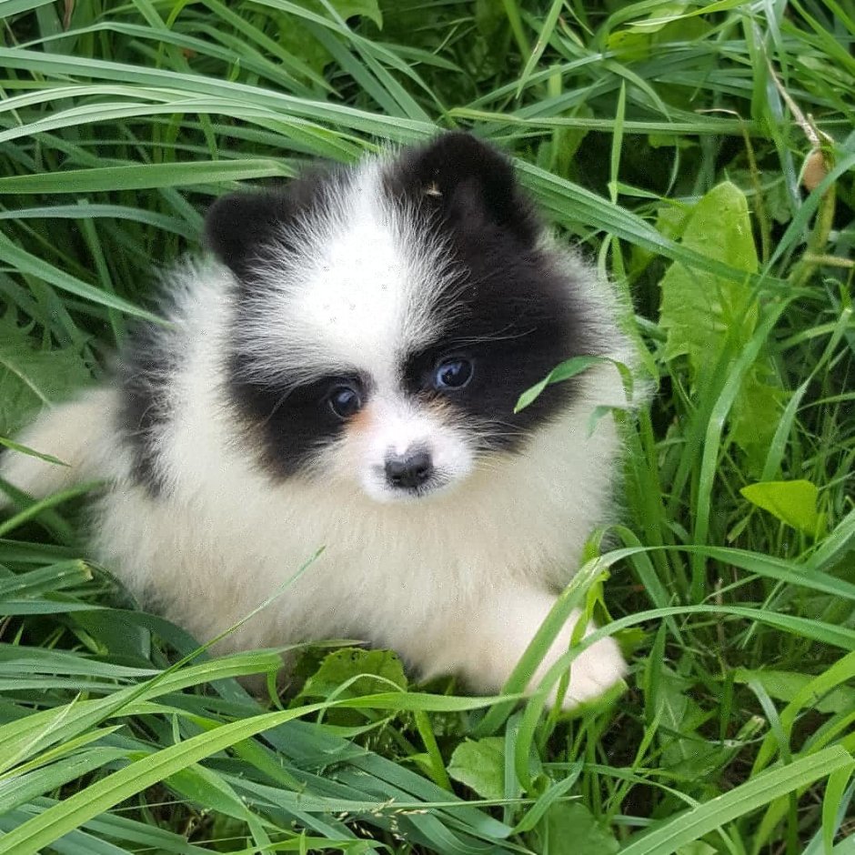 Смоленское чудо Эврика шпиц