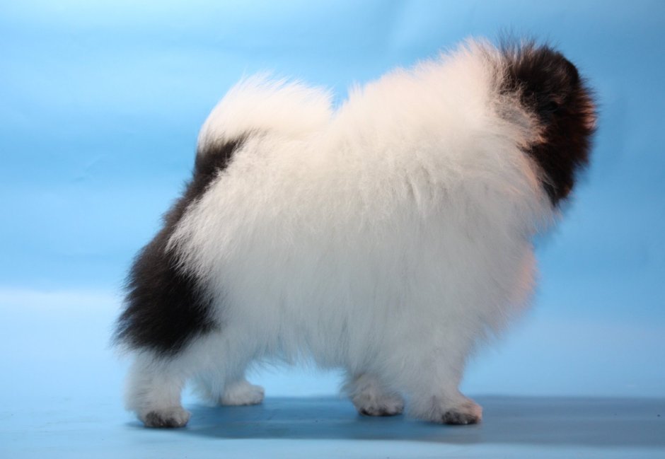 Померанский шпиц окрас Панда