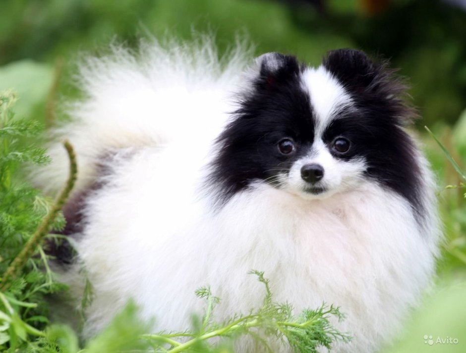 Померанский шпиц енот