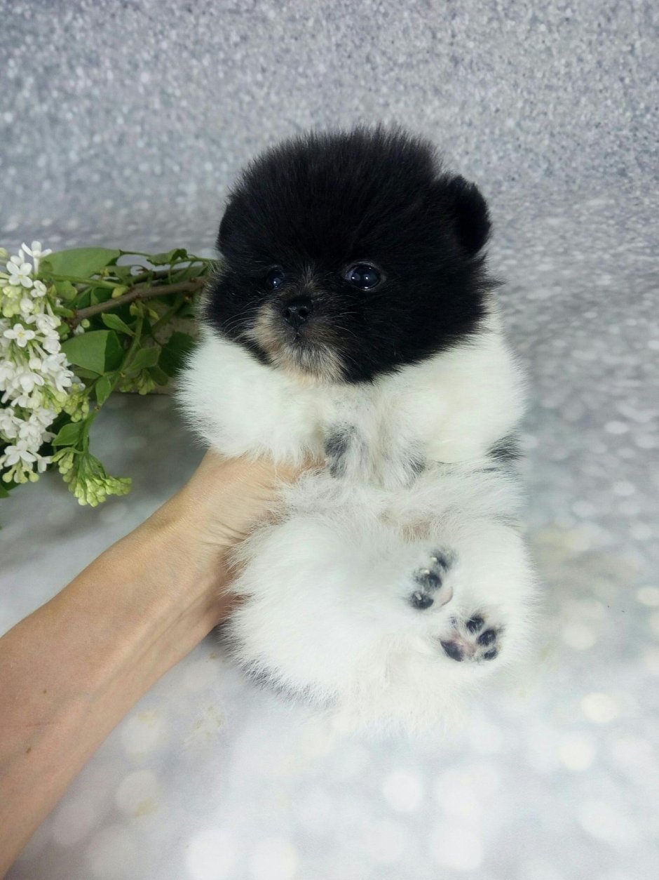 Шпиц окрас Панда