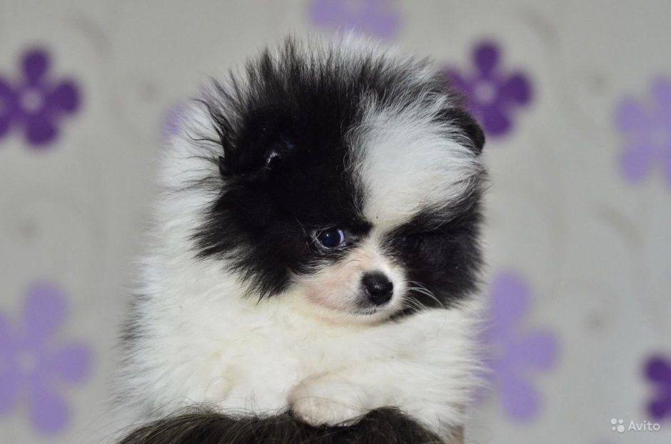 Померанский шпиц окрас патиколор