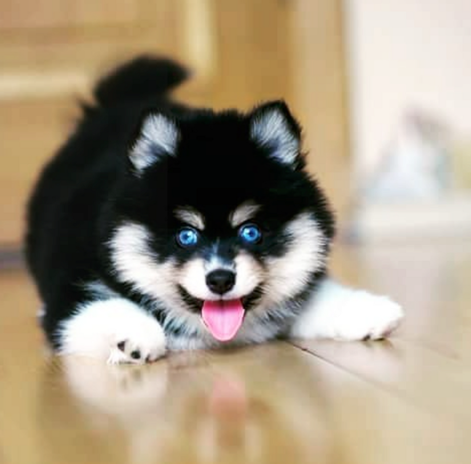 Панда флаффи