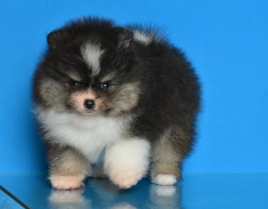 Померанский шпиц патиколор мини