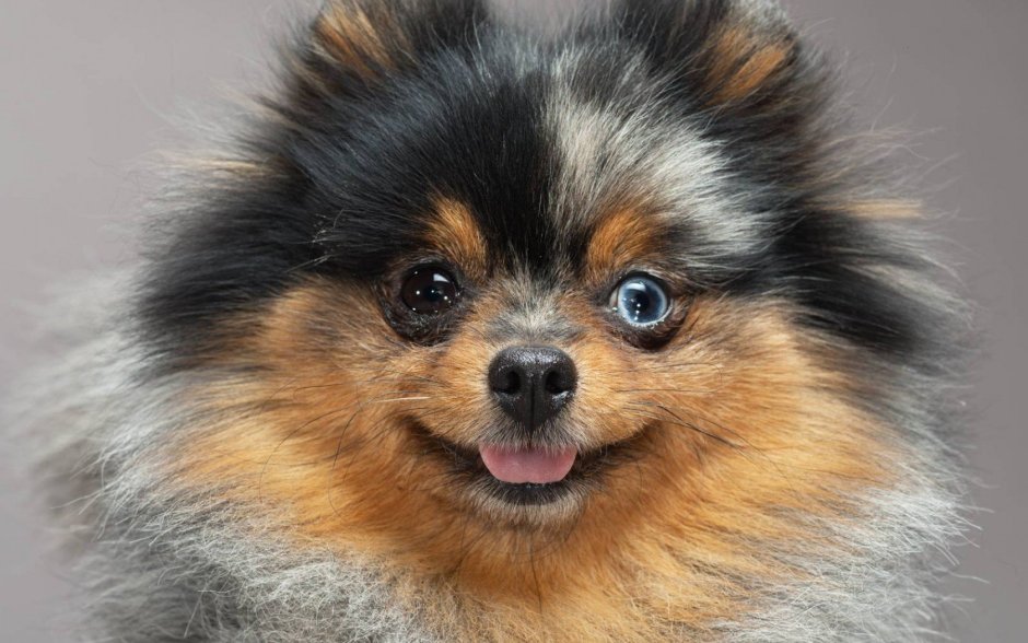 Померанский шпиц и корги