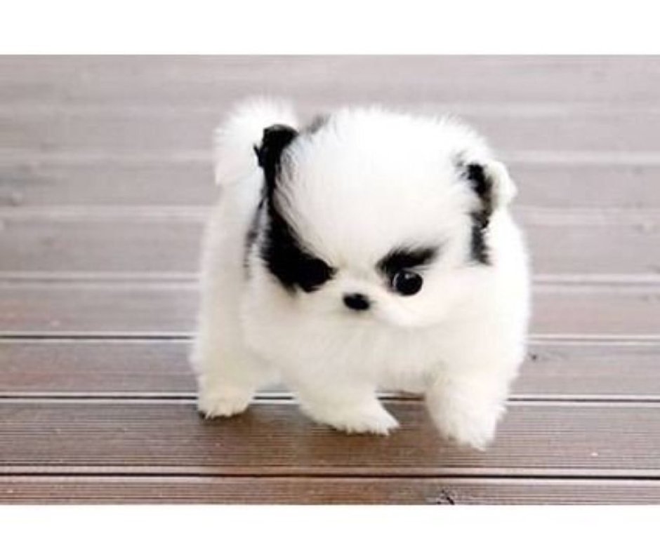 Щенки шпица Панда